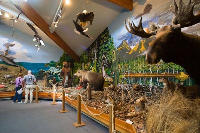 Image: 0056325449, License: Rights managed, Restrictions: N, Visitors view the wildlife dioramas at the American Bald Eagle Foundation in Haines, Alaska, Property Release: No or not aplicable, Model Release: No or not aplicable, Credit line: Profimedia.cz, Alaska Stock