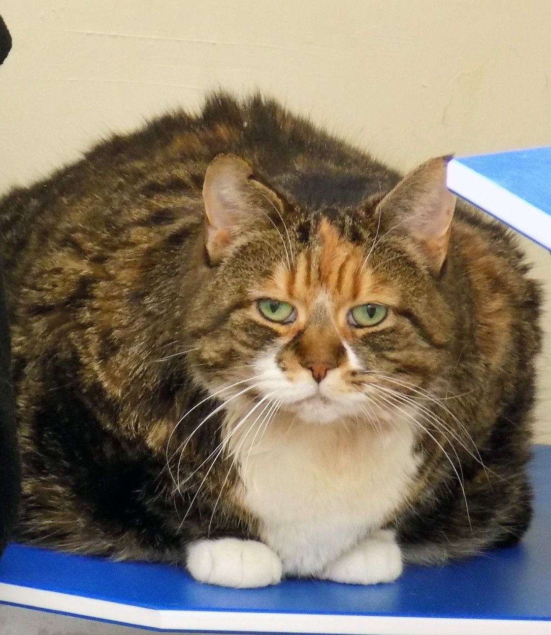 tlusta zvirata, zena