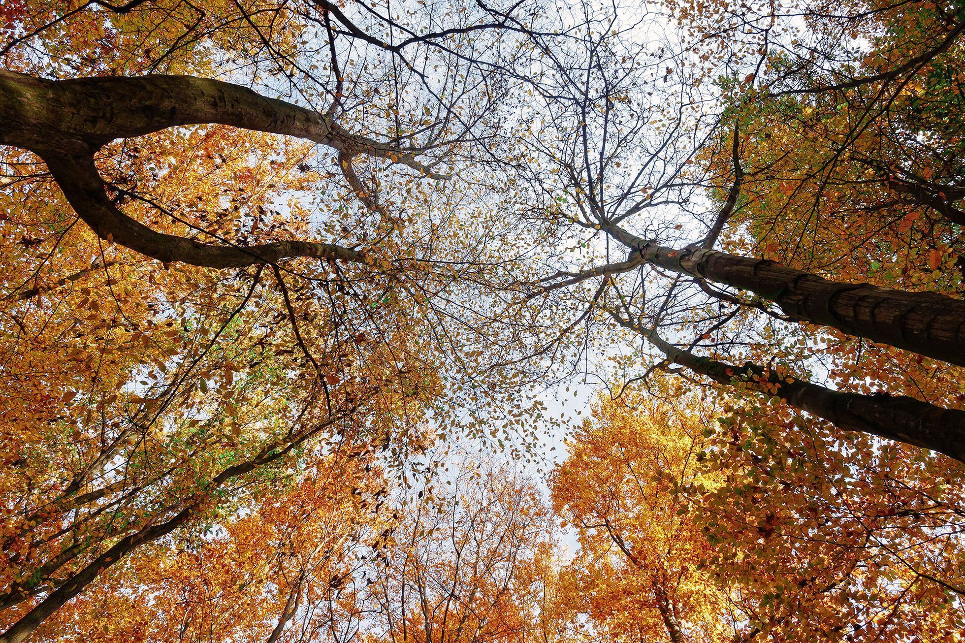 Mohyly z doby bronzové u Velké Dobré na Kladensku, podzim
