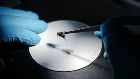 Hmyz zničí tělo i do dvou týdnů, odhalím týrání i drogy, říká forenzní entomoložka