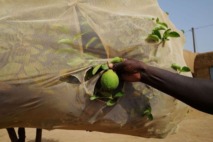 Kruhové zahrady Tolou Keur v Senegalu.