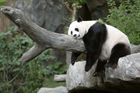Pandy, co přežily zemětřesení, čeká stěhování