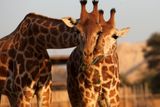 "Modelky" v zoo Al Ain ve Spojených arabských emirátech. Žirafa je v současnosti nejvyšším ze všech suchozemských živočišných druhů. Dospělý jedinec je vysoký do 6 metrů, v kohoutku měří 2,5-3,5 metru. Hmotnost se pohybuje od 500 do 1000 kg, výjimečně i více.