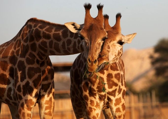 "Modelky" v zoo Al Ain ve Spojených arabských emirátech. Žirafa je v současnosti nejvyšším ze všech suchozemských živočišných druhů. Dospělý jedinec je vysoký do 6 metrů, v kohoutku měří 2,5-3,5 metru. Hmotnost se pohybuje od 500 do 1000 kg, výjimečně i více.