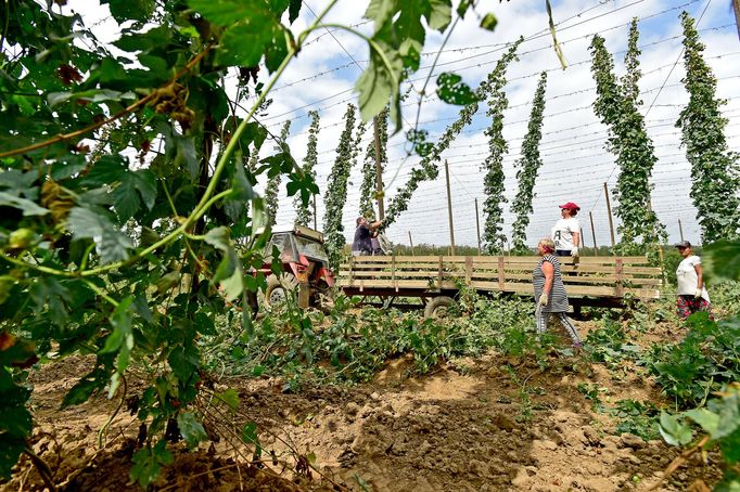 Pracovníci Zemědělského družstva Lišany sklízeli 21. srpna 2018 chmel nedaleko obce Lišany na Lounsku.