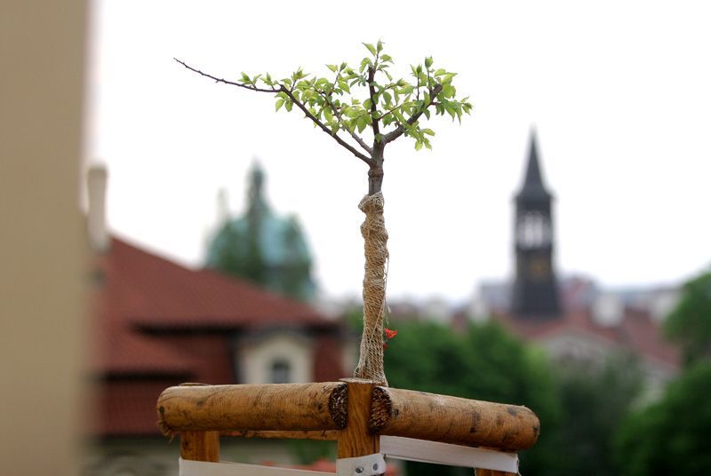 Velká Fürstenberská zahrada