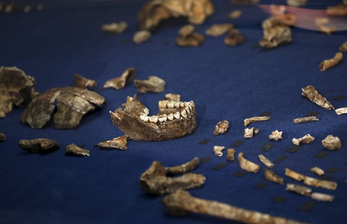 homo naledi