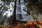 Národní park byl navíc oslaben i historickým suchem, připomíná agentura AP. To jen v Kalifornii zničilo přes milion stromů, ty další teď o to rychleji podléhají stoupajícím plamenům.
