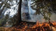 Národní park byl navíc oslaben i historickým suchem, připomíná agentura AP. To jen v Kalifornii zničilo přes milion stromů, ty další teď o to rychleji podléhají stoupajícím plamenům.