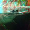 ZOO 3D