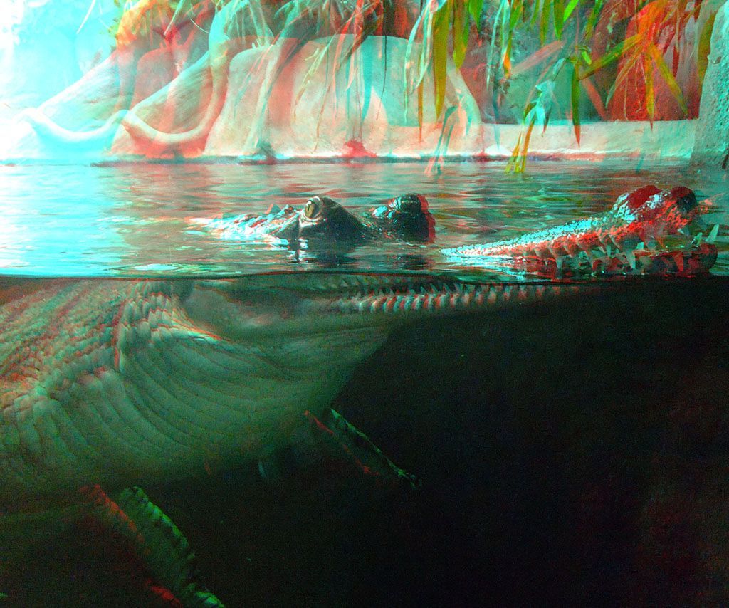 ZOO 3D