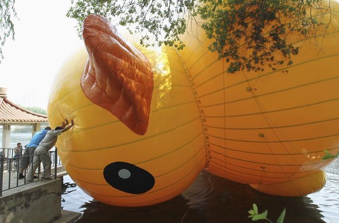 Employees try to push a scaled replica of the rubber duck by Dutch conceptual artist Florentijn Hofman away from lakeside at a park in Shenyang, Liaoning province June 9, 2013. The 13-metre-tall and 15-metre-long replica was set up on Sunday for the upcoming Dragon Boat Festival, local media reported. Picture taken June 9, 2013. REUTERS/Stringer (CHINA - Tags: SOCIETY ENTERTAINMENT TPX IMAGES OF THE DAY) CHINA OUT. NO COMMERCIAL OR EDITORIAL SALES IN CHINA Published: Čer. 10, 2013, 4:06 dop.