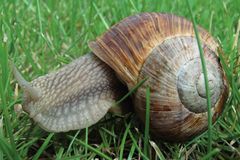Šnečí král v nesnázích. Vzácnému Nedovi hledá protějšek celý Nový Zéland