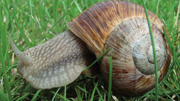 Rána pro Francouze. Zloději ukradli z farmy jedlé šneky za téměř 2,5 milionu korun