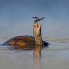 Wildlife Photographer of the Year 2023. Snímky nominované na cenu veřejnosti People Choice Award