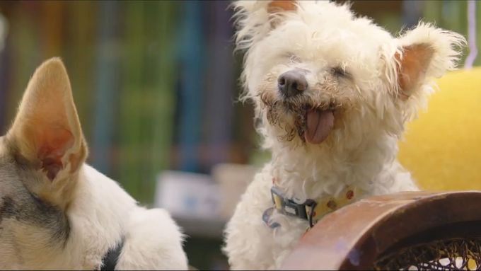 Podívejte se na videorecenzi k filmu Gump - pes, který naučil lidi žít.