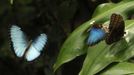 Two morpho peleides butterflies take flight as another butterfly rests on a leaf in Butterfly Garden in La Guacima, northwest of San Jose, May 14, 2012. According to the owner Joris Brinkerhoff, who is from the U.S and has more than 29-years of experience dedicated to the export of butterfly cocoons, more than 80,000 cocoons of 70 different species are exported every month from Costa Rica to Europe, Asia, Canada, Mexico and the United States, with prices of the cocoons ranging from $3 to $10 each. REUTERS/Juan Carlos Ulate (COSTA RICA - Tags: BUSINESS SOCIETY ANIMALS) Published: Kvě. 15, 2012, 5:05 dop.