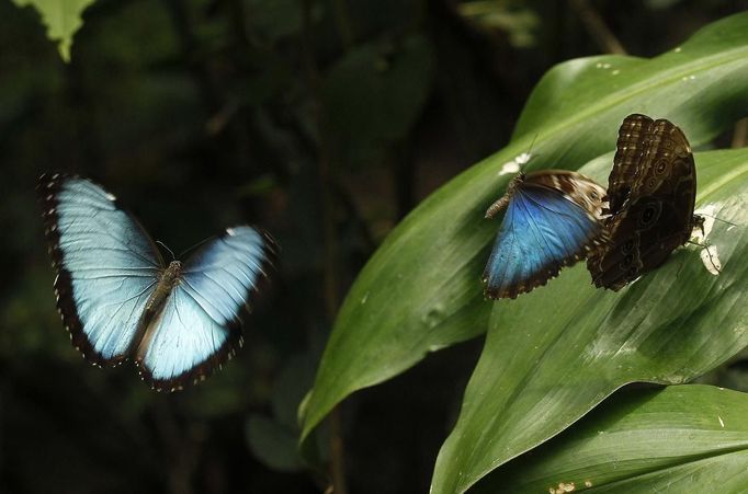 Two morpho peleides butterflies take flight as another butterfly rests on a leaf in Butterfly Garden in La Guacima, northwest of San Jose, May 14, 2012. According to the owner Joris Brinkerhoff, who is from the U.S and has more than 29-years of experience dedicated to the export of butterfly cocoons, more than 80,000 cocoons of 70 different species are exported every month from Costa Rica to Europe, Asia, Canada, Mexico and the United States, with prices of the cocoons ranging from $3 to $10 each. REUTERS/Juan Carlos Ulate (COSTA RICA - Tags: BUSINESS SOCIETY ANIMALS) Published: Kvě. 15, 2012, 5:05 dop.