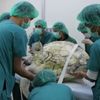 Thajští veterináři vyjmuli z břicha želvy 915 mincí