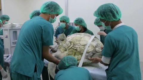 Želva musela na operaci. Spolykala tisíc mincí, které jí hodili pověrčiví turisté