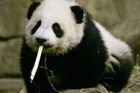 Čína spoléhá na "pandí diplomacii"