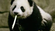 Mládě pandy velké jménem Tai Shan z washingtonské zoo se poprvé ukázalo na veřejnosti