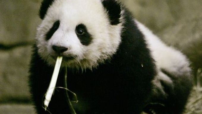 Čína by "pandí diplomacie" nevyužila poprvé. Již v 70. letech byli chránění medvídci součástí darů například pro Spojené státy, Japonsko nebo Británii.