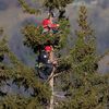 Fanoušci na stromu sledují sjezd mužů na MS v alpském lyžování 2023