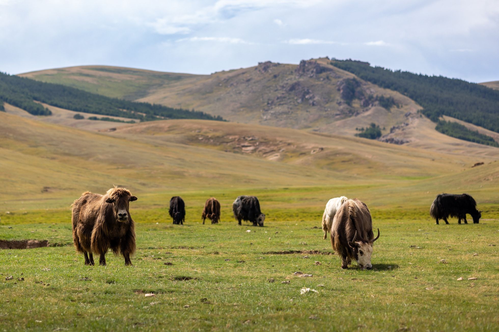 Žlutá žába pluje