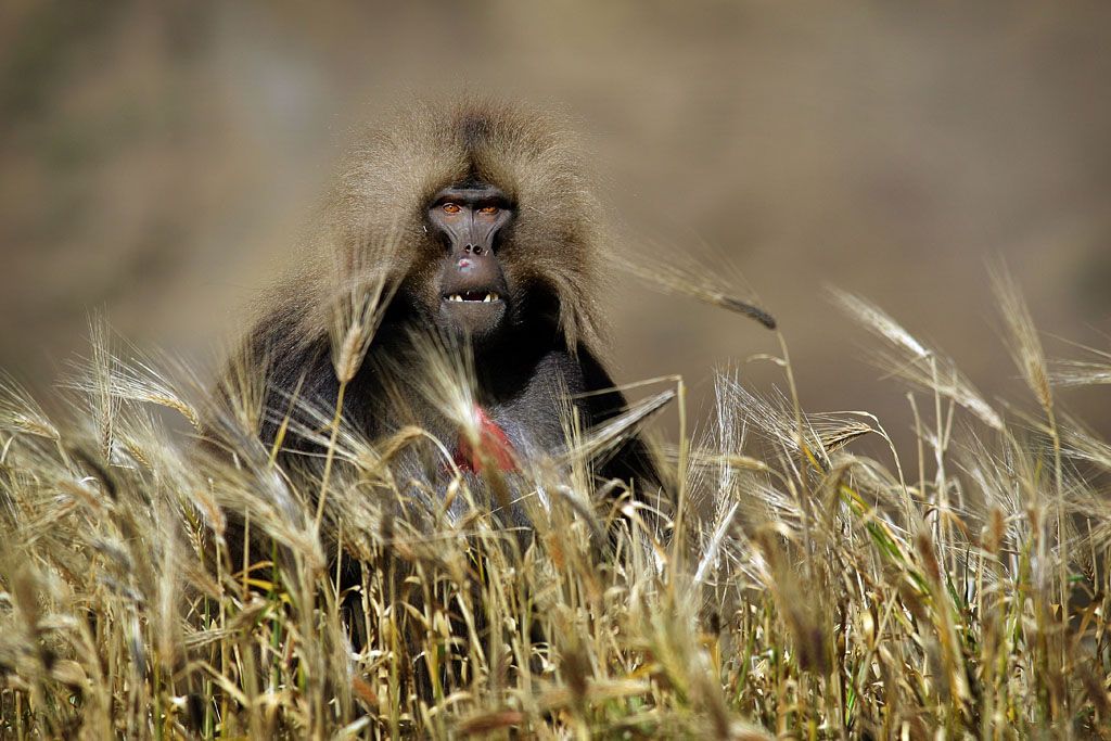 Foto: Překrásné fotografie světa od BBC /// Nepoužívat ve článcích! ///