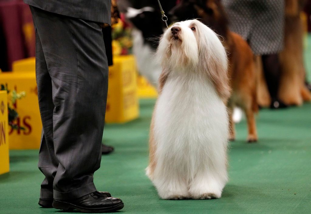 Westminster Kennel Club Dog Show