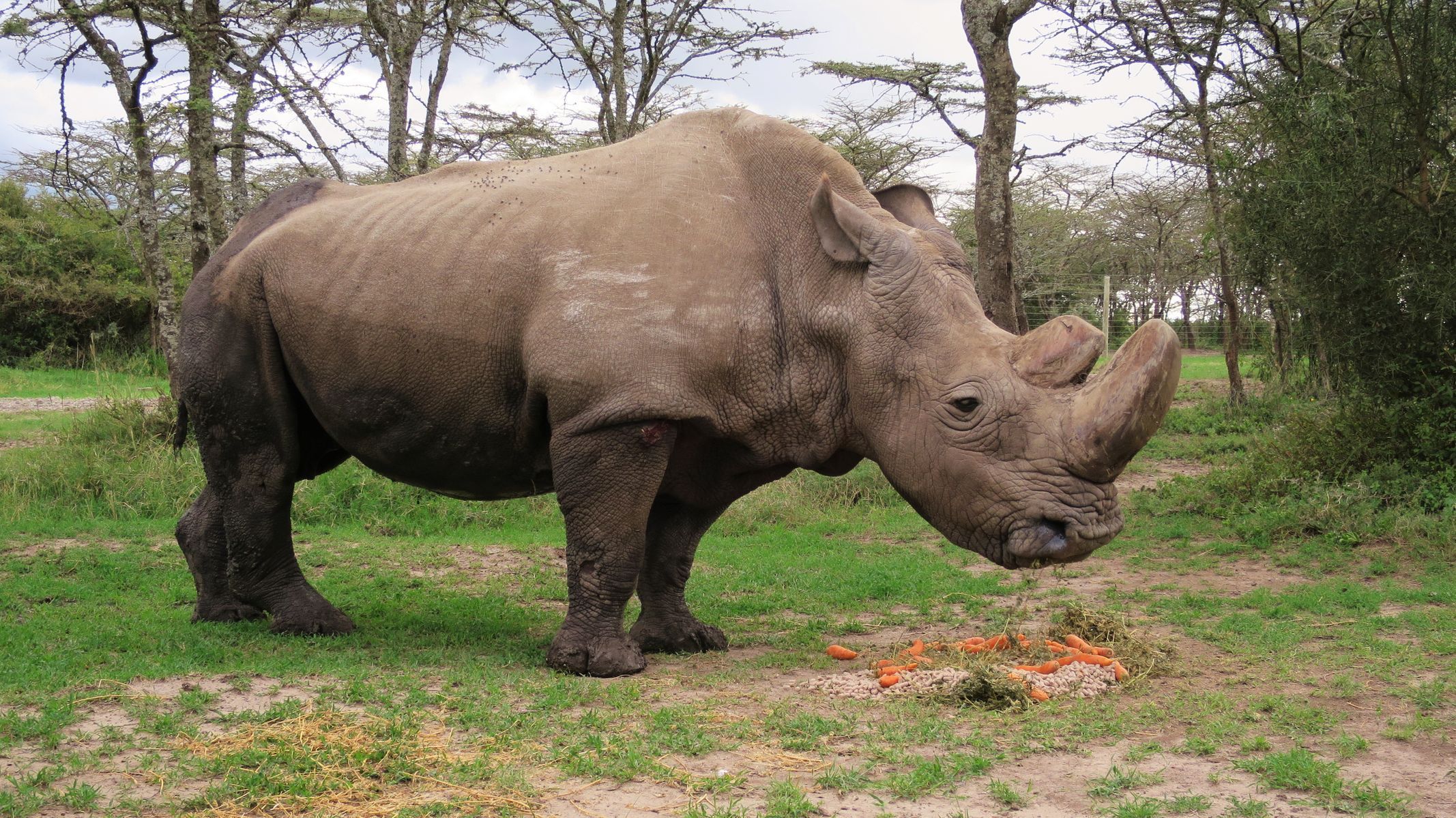 Nosorožec Súdán v Keni