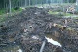 Zničení a odplavení půdy se všemi živinami je podle něj pro les horší, než když kvůli kůrovci uschnou stromy.