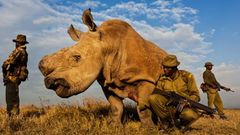 poslední samec nosorožce bílého na světě