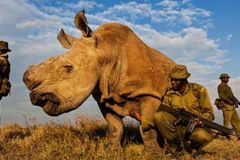 Poslední nosorožec bílý. Hlídá ho armáda i vrtulník