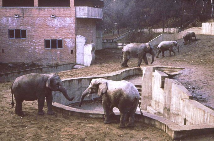 V roce 1971 byl otevřen první pavilon velkých savců.