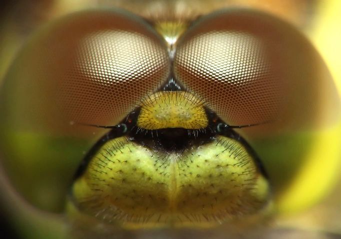 unshaven pilot dragonfly