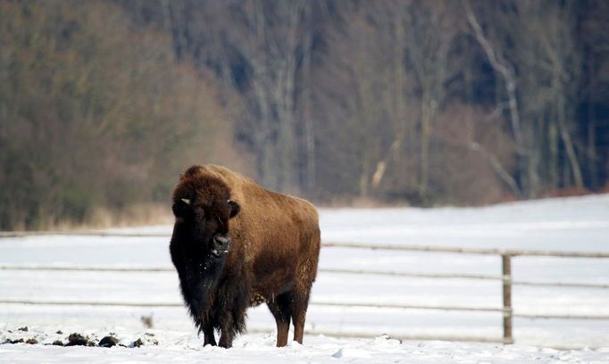 Bizon stojí v ohradě na mrazivém dni v obci Alenina Lhota, 97 km jižně od Prahy 2. února 2012