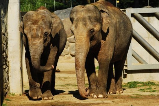 Sloni indičtí z ostravské zoo