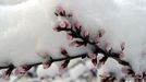 World News - March 20, 2013 BEIJING, March 20, 2013 Thick snow covers flower buds in Beijing, capital of China, March 20, 2013. Beijing witnessed a snowfall with a depth reaching 10-17 centimeters overnight. The snowfall happened to hit the city on the Chinese traditional calendar date of Chunfen, which heralds the beginning of the spring season. Chunfen, which literally means Spring Equinox or Vernal Equinox, falls on the day when the sun is exactly at the celestial latitude of zero degrees.