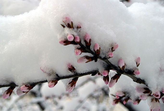 World News - March 20, 2013 BEIJING, March 20, 2013 Thick snow covers flower buds in Beijing, capital of China, March 20, 2013. Beijing witnessed a snowfall with a depth reaching 10-17 centimeters overnight. The snowfall happened to hit the city on the Chinese traditional calendar date of Chunfen, which heralds the beginning of the spring season. Chunfen, which literally means Spring Equinox or Vernal Equinox, falls on the day when the sun is exactly at the celestial latitude of zero degrees.