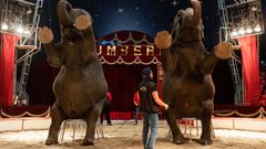 cirkus Humberto