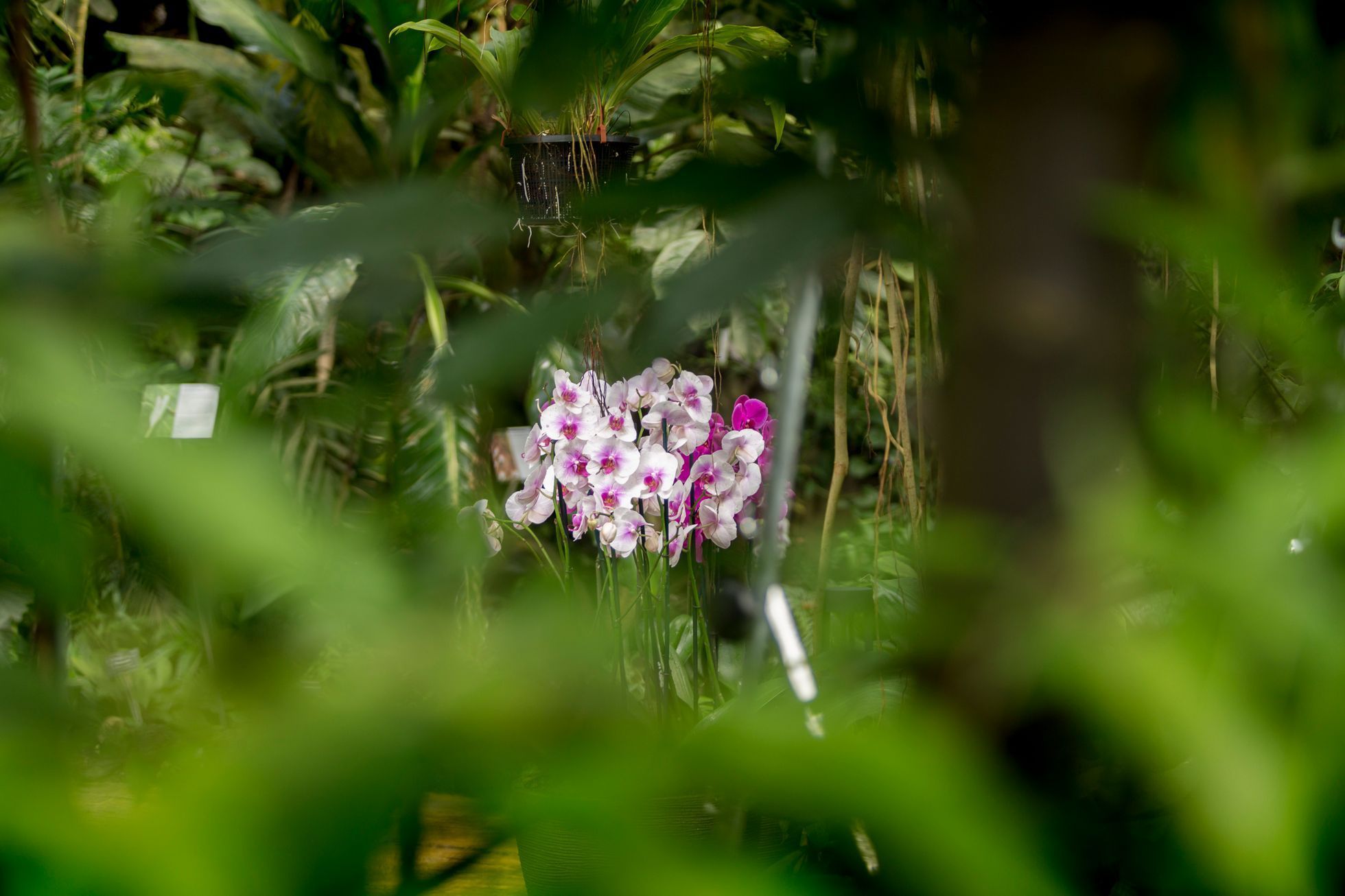 Výstava orchidejí v botanické zahradě