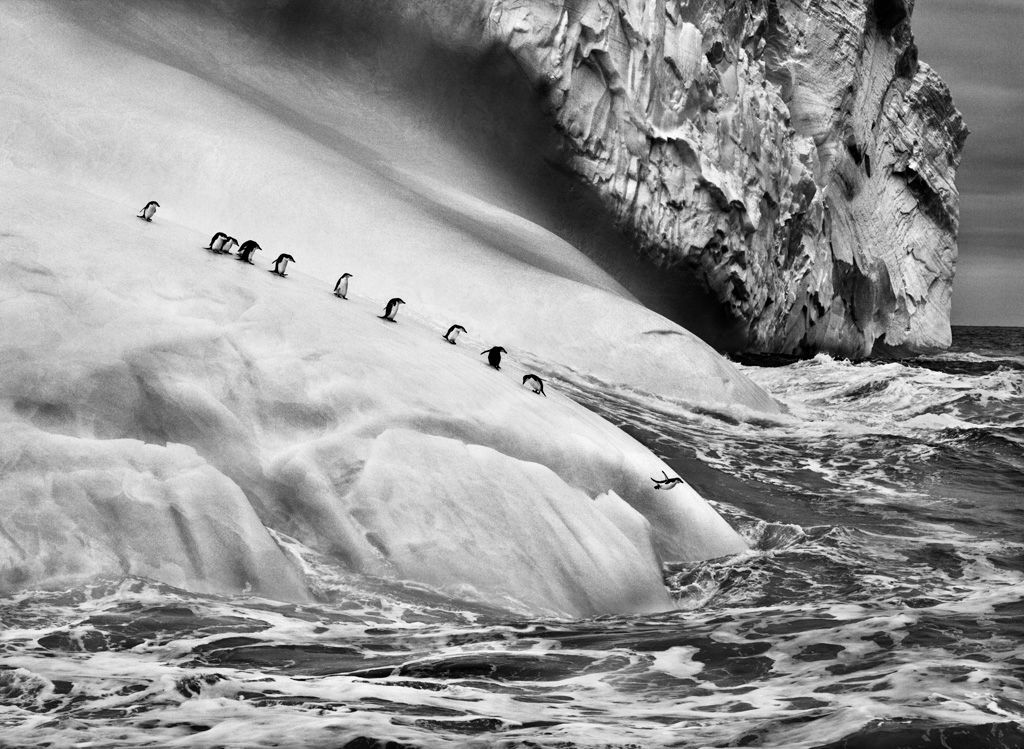 Sebastiao Salgado - Genesis