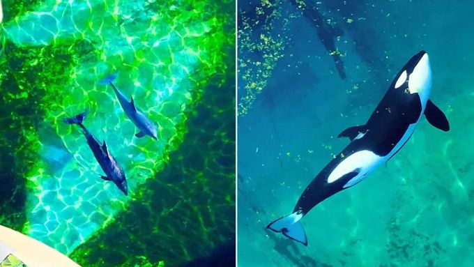 Wikie a Keijo v uzavřeném zábavním parku Marineland Antibes ve Francii.
