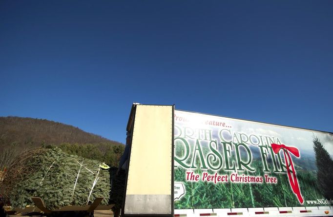 The White House Christmas tree is loaded into the back of a tractor trailer during the White House Christmas tree cutting at Peak Farms in Jefferson, North Carolina November 17, 2012. The 18 1/2 foot Fraser fir will be displayed in the Blue Room at the White House. The tree was planted from a seed in 1990. REUTERS/Chris Keane (UNITED STATES - Tags: ENVIRONMENT) Published: Lis. 17, 2012, 4:21 odp.