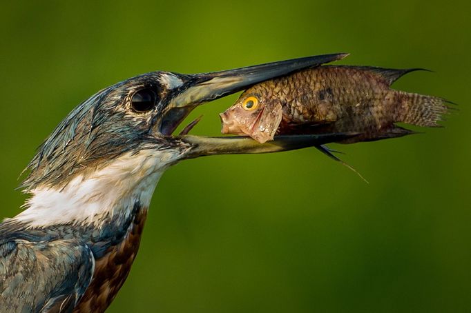 Comedy Wildlife Photography Awards 2021