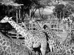 Stádo odchycených žiraf ještě v Africe - aklimatizace a příprava na cestu do Evropy dlouhou 18 tisíc km.