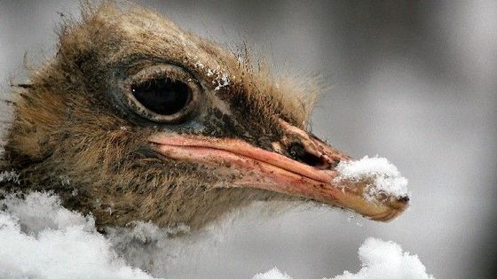 Galerie: Neděle 15.1. očima zahraničních fotografů