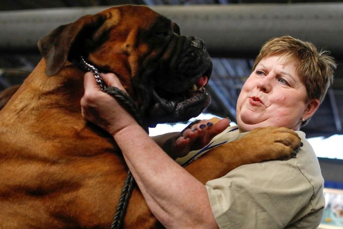 Fotografie z akce Westminster Kennel Club Dog Show, která se konala 11. 2. 2019 v New Yorku v USA.